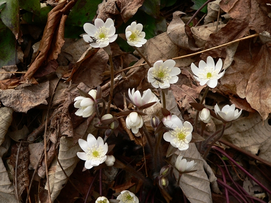 {Anemone acutiloba}
